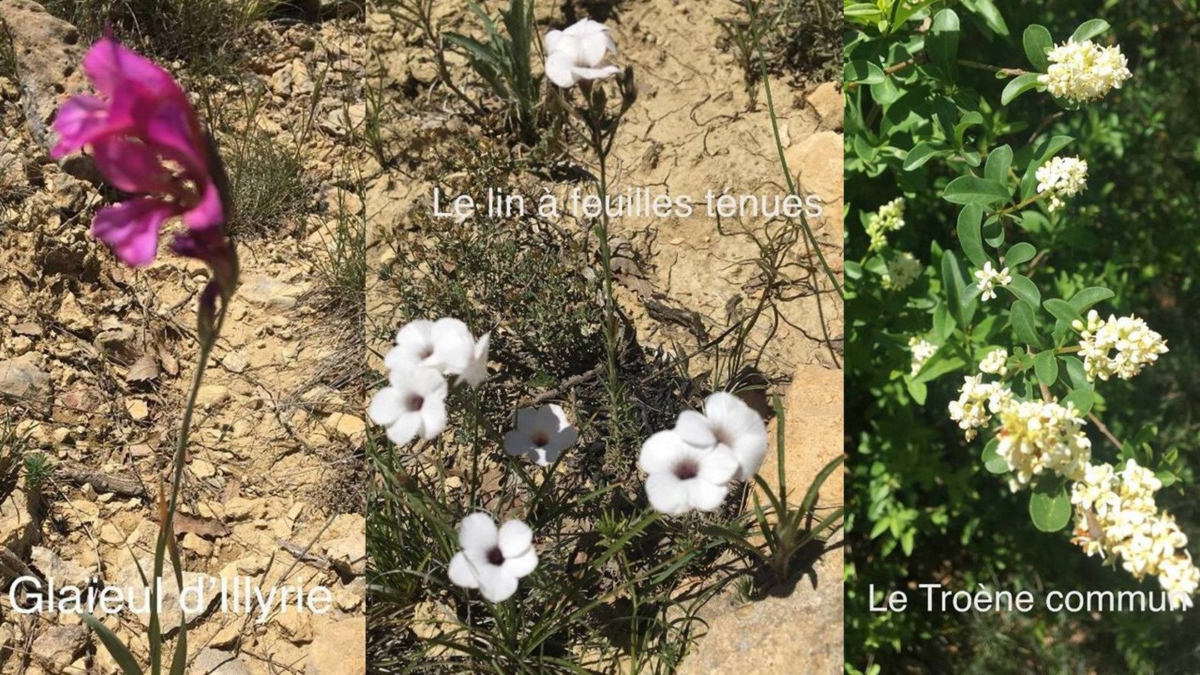 Les fleurs vues pendant le séjour au Congost de Mont-Rebei du 26 au 29 mai